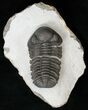 Phacops Trilobite - Mrakib, Morocco #15661-2